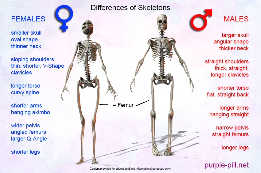 Differences of Male & Female Skeletons